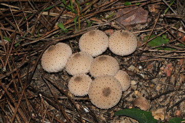 Lycoperdon perlatum, group of mushrooms of this species growing on the floor of a pine forest.