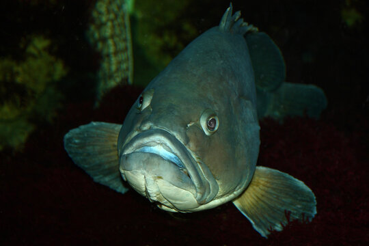 Brauner Zackenbarsch / Yellowbelly grouper / Epinephelus marginatus - Mycteroperca marginatus