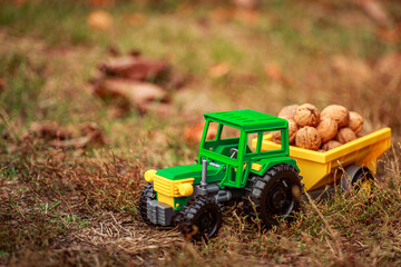 Green tractor carries nuts in the back. Toy tractor with a crop of ripe walnuts. Autumn photophone.