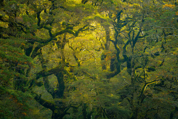 moss covered trees 
