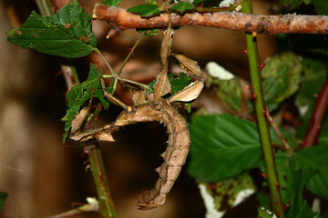 Australische Gespenstschrecke / Macleay's spectre or Giant prickly stick insect / Extatosoma tiaratum