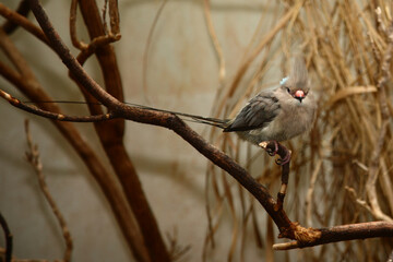 Blaunacken-Mausvogel / Blue-naped mousebird / Urocolius macrourus