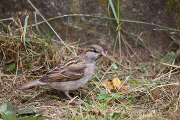 Haussperling / House sparrow / Passer domesticus
