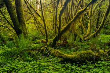 moss covered trees 