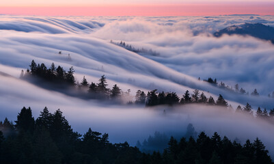 Beautiful flowing fog on Mt. Tamalpais, California.