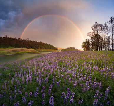 A double rainbow over a beautiful lupine field in Northern California