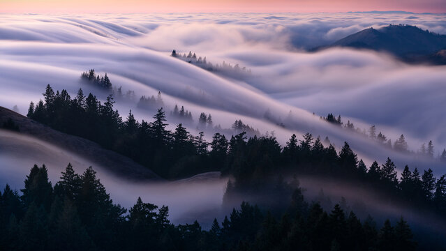 Fototapeta Beautiful flowing fog on Mt. Tamalpais, California.