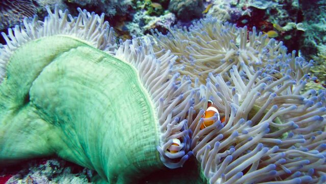 Clown Anemonefish and anemone on coral reef. Underwater world with corals and tropical fishes