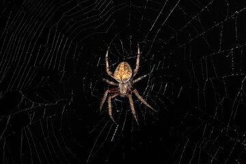 Hentz Orb-Weaver Spider - Powered by Adobe