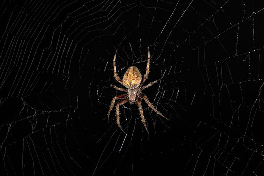 Hentz Orb-Weaver Spider