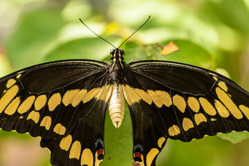 Highly Detailed Macro Photography of a Giant Swallowtail Butterfly Raised by the Photographer TR