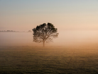 Fototapeta na wymiar Lonely tree at sunrise in the morning mist on the moor