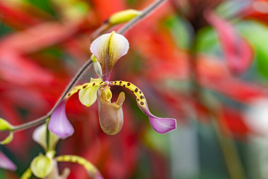 Paph (lowii) in Conservatory of Flowers in San Francisco.