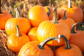 Many ripe orange pumpkins in field outdoors