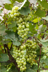 Fototapeta premium Delicious green grapes growing in vineyard, closeup