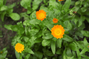 Beautiful blooming calendula flowers outdoors, top view