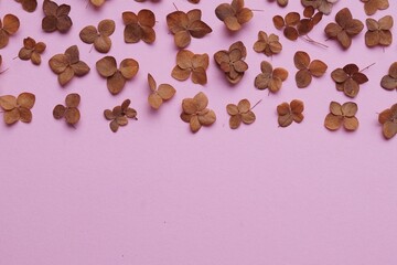 Flat lay composition with dried hortensia flowers on pink background. Space for text