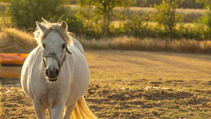Farm animals.White horse with white mane portrait. horse walks in a street paddock. Breeding and...
