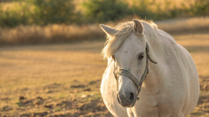  White horse in paddock at sunset.Farm animals. horse with white mane . horse walks in a street paddock. Breeding and raising horses.Animal husbandry and agriculture concept.
