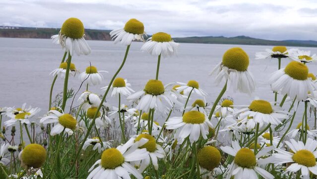 Beautiful sea arctic daisy (Chrysanthemum-Leucanthemum arcticum), white weed on the background of the sea bay. Arctic Summer. Chukotka.