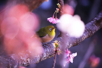 春の訪れと可愛いメジロ
