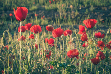 Fototapeta premium Delicate red wildflowers growing in the field