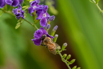 Macro Photography of a Honey Bee Pollenating a Purple Duranta Flower 