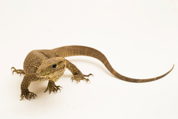 Naklejka premium The clouded monitor lizard (Varanus nebulosus) isolated on white background