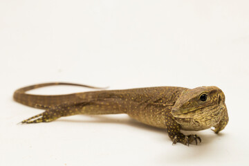The clouded monitor lizard (Varanus nebulosus) isolated on white background