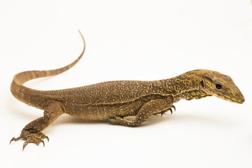 The clouded monitor lizard (Varanus nebulosus) isolated on white background