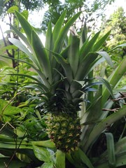 the two-headed pineapple. Pineapple contains antioxidants, namely vitamin C, which has properties to help increase body resistance, especially from various diseases