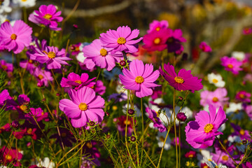 Obraz premium 風土記の丘のコスモス