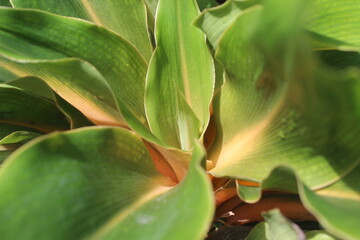 Orange stem aglaonema is an aglaonema with standard green leaves and what stands out is the orange or orange stem.