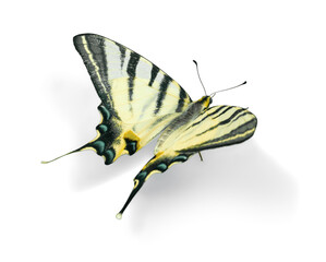 Swallowtail Butterfly