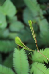 Organic plants. Close up of aromatic Herbs plant.