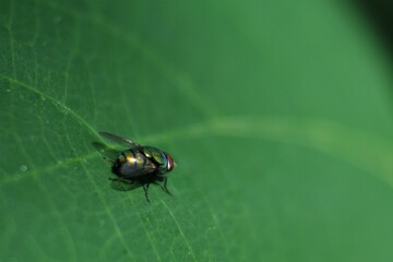 House fly on leaf