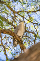 Black-crowned night heron (Nycticorax nycticorax) sits on a tree.  