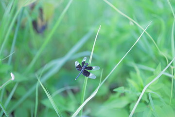 black dragonfly on green leaf