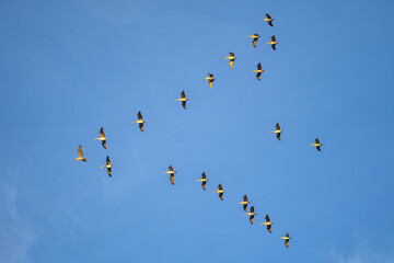 Brown Pelicans flying in formation. Wildlife photography. 