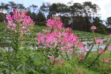 pink flowers in the garden