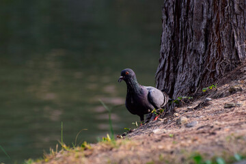 pigeon, bird, animal,