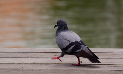 pigeon, bird, animal,