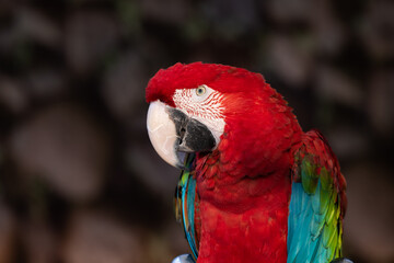 closeup of a red macaw bird face isolated on black background. macaw bird face closeup