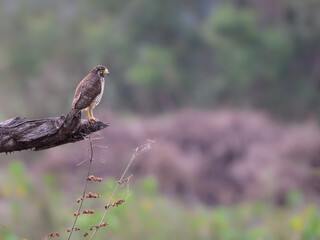 Roadside Hawk sitting on a log