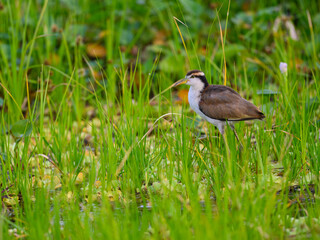 Juvenile Wattled jacana searching for food in the vegetation