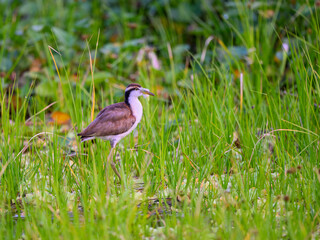 Wattled jacanas searching for food in the vegetation