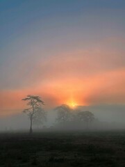 Fototapeta premium sunrise in the jungle