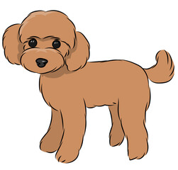 トイ・プードルのシンプル線画イラスト