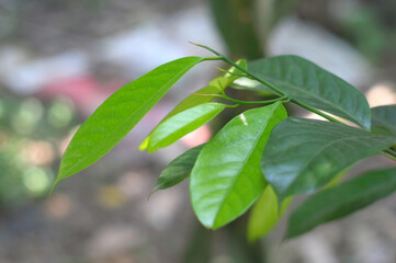 nutmeg leaves