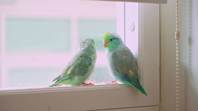 Two bright green forpus birds together in pairs.